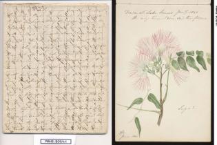 Photo of Annabella Boswell's Papers